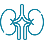 What is Kidney?