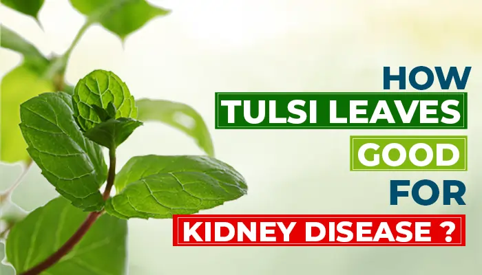 How Tulsi Help in Preventing Kidney Disease?