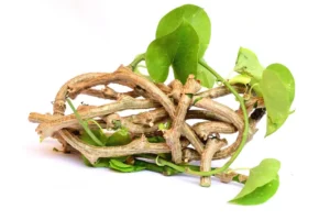 Giloy ayurvedic herb